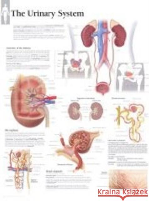 Urinary System Paper Poster Various 9781932922455 Scientific Publishing, Ltd - książka