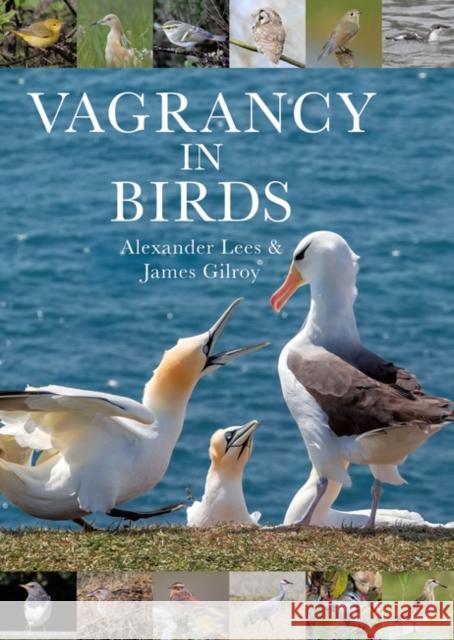 Vagrancy in Birds Alexander Lees James Gilroy 9781472964786 Bloomsbury Publishing PLC - książka
