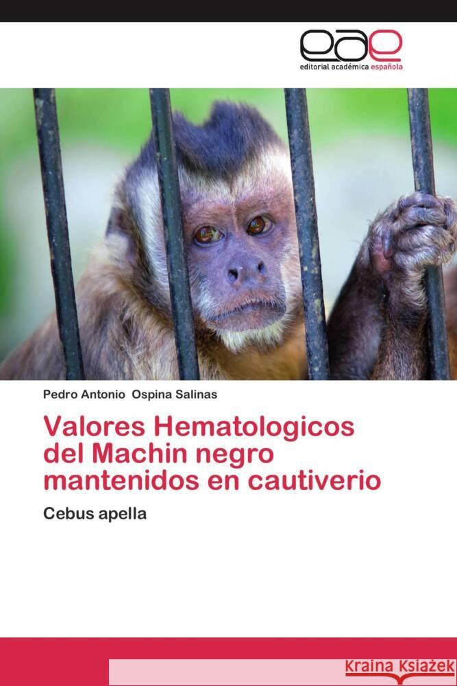 Valores Hematologicos del Machin negro mantenidos en cautiverio : Cebus apella Ospina Salinas, Pedro Antonio 9783659050848 Editorial Académica Española - książka