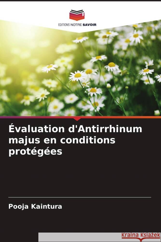 Évaluation d'Antirrhinum majus en conditions protégées Kaintura, Pooja 9786202640237 Editions Notre Savoir - książka