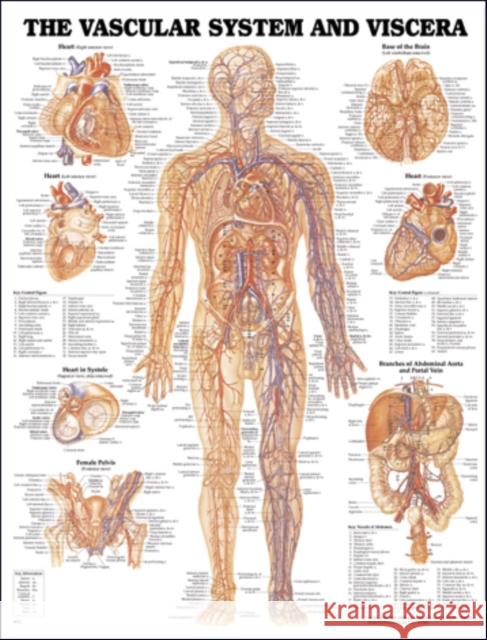 Vascular System and Viscera Anatomical Chart  Anatm Chart Co 9781587790775  - książka