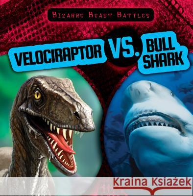 Velociraptor vs. Bull Shark Caitie McAneney 9781538219430 Gareth Stevens Publishing - książka