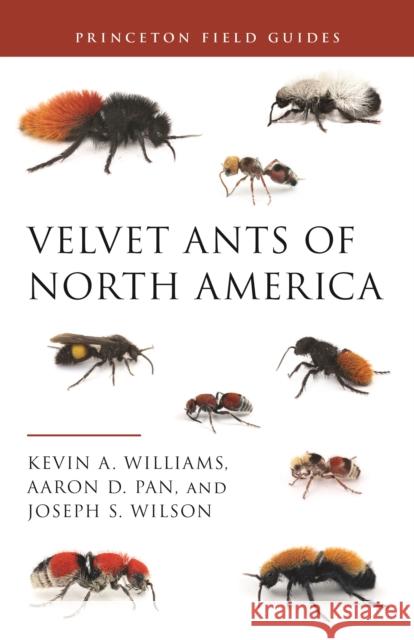 Velvet Ants of North America Kevin A. Williams Aaron D. Pan Joseph S. Wilson 9780691212043 Princeton University Press - książka