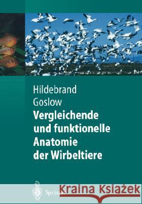 Vergleichende Und Funktionelle Anatomie Der Wirbeltiere Distler, Claudia 9783540007579 Springer - książka