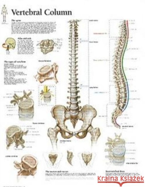 Vertebral Column Paper Poster Scientific Publishing 9781930633667 Scientific Publishing Limited - książka