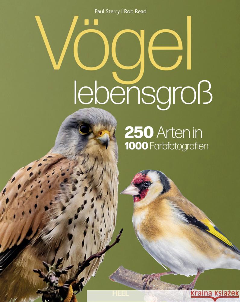 Vögel lebensgroß Sterry, Paul, Read, Bob 9783690190084 Heel Verlag - książka