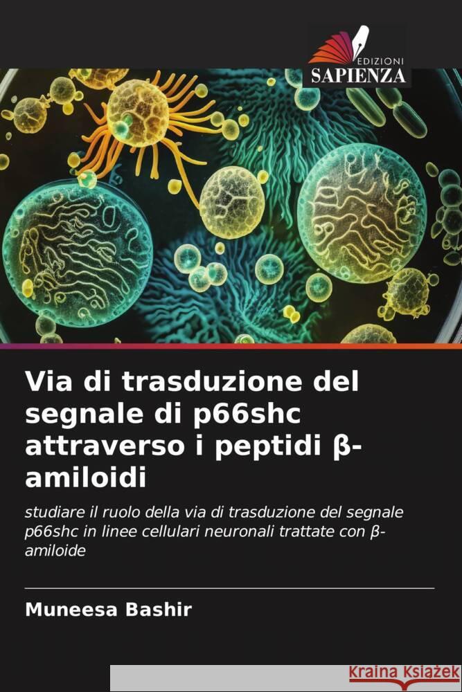 Via di trasduzione del segnale di p66shc attraverso i peptidi beta-amiloidi Bashir, Muneesa 9786206388654 Edizioni Sapienza - książka