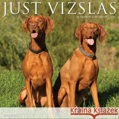 Vizslas 2026 12 X 12 Wall Calendar Willow Creek Press 9781549253089 Willow Creek Press Calendars - książka
