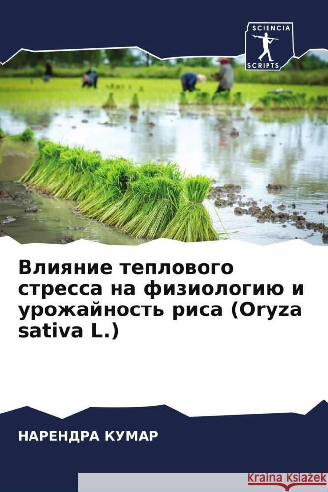 Vliqnie teplowogo stressa na fiziologiü i urozhajnost' risa (Oryza sativa L.) Kumar, Narendra 9786205181591 Sciencia Scripts - książka
