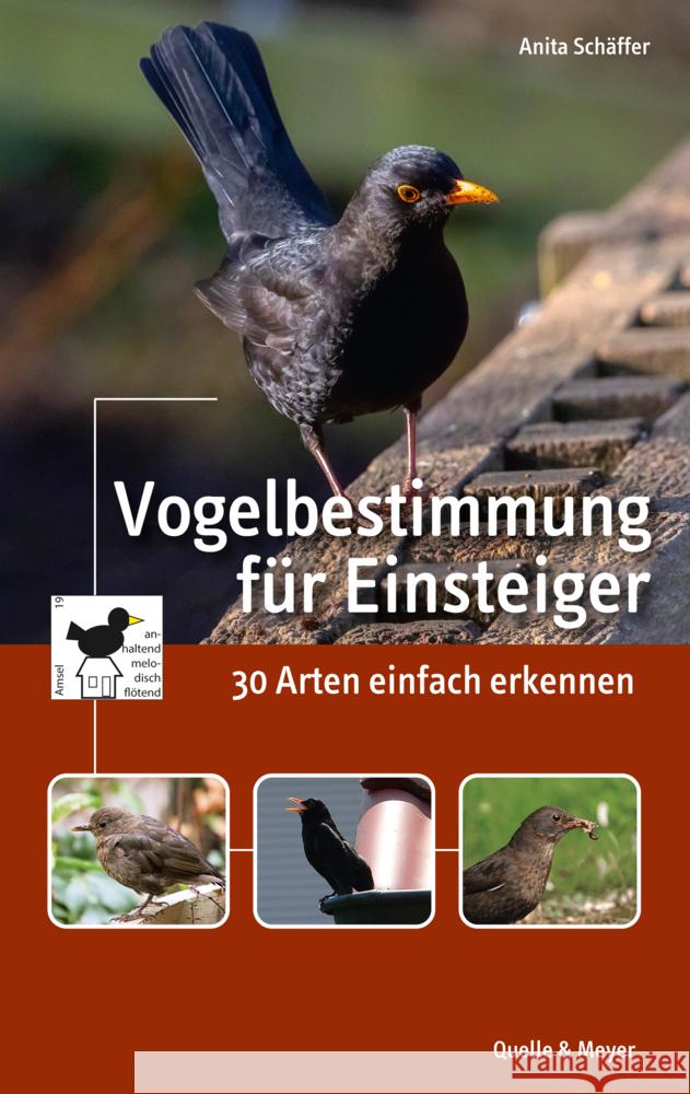 Vogelbestimmung für Einsteiger Schäffer, Anita 9783494018133 Quelle & Meyer - książka