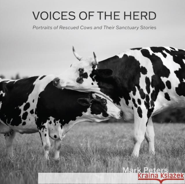 Voices of the Herd: Portraits of Rescued Cows and Their Sanctuary Stories Mark Peters 9781590567517 Lantern Publishing & Media - książka
