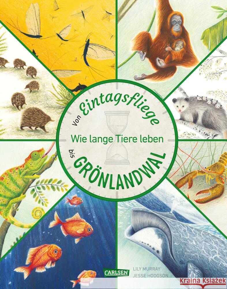 Von Eintagsfliege bis Grönlandwal Murray, Lily 9783551255051 Carlsen - książka