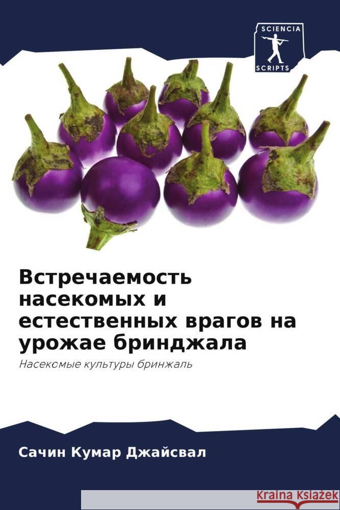 Vstrechaemost' nasekomyh i estestwennyh wragow na urozhae brindzhala Dzhajswal, Sachin Kumar 9786206189701 Sciencia Scripts - książka