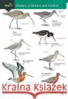 Wader of Britain and Ireland Keith Offord 9781908819895 Field Studies Council