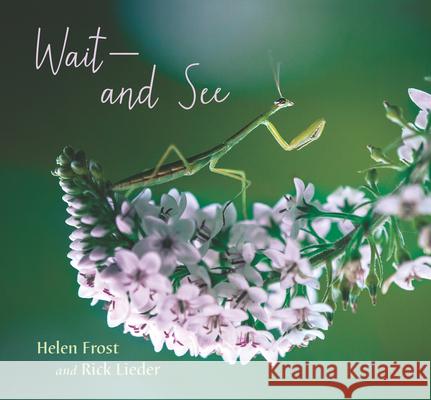 Wait and See Helen Frost Rick Lieder 9781536216318 Candlewick Press (MA) - książka