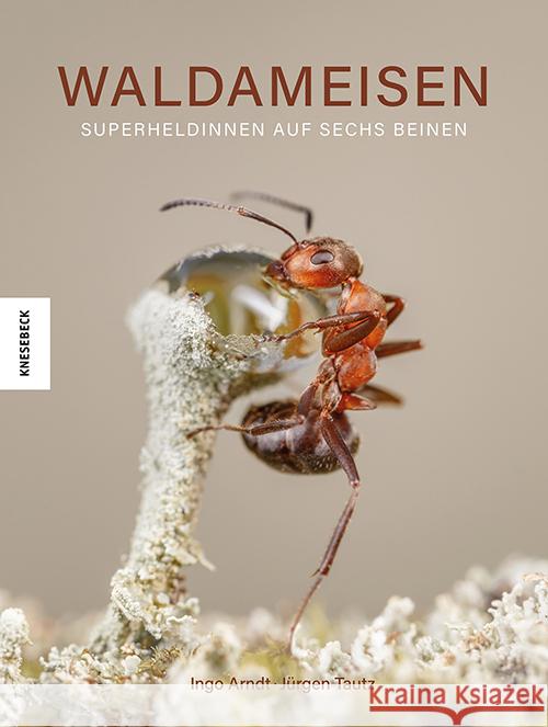 Waldameisen Arndt, Ingo, Tautz, Jürgen 9783957288400 Knesebeck - książka