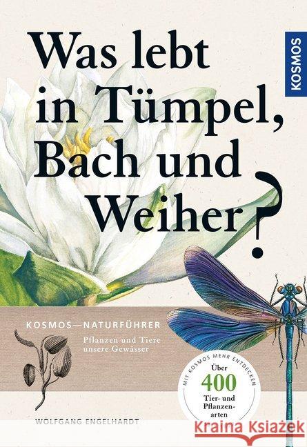 Was lebt in Tümpel, Bach und Weiher? Engelhardt, Wolfgang; Martin, Peter; Rehfeld, Klaus 9783440159002 Kosmos (Franckh-Kosmos) - książka