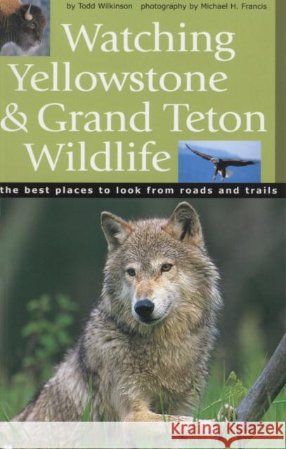 Watching Yellowstone & Grand Teton Wildlife Todd Wilkinson Michael H. Francis 9781931832274 Riverbend Publishing - książka