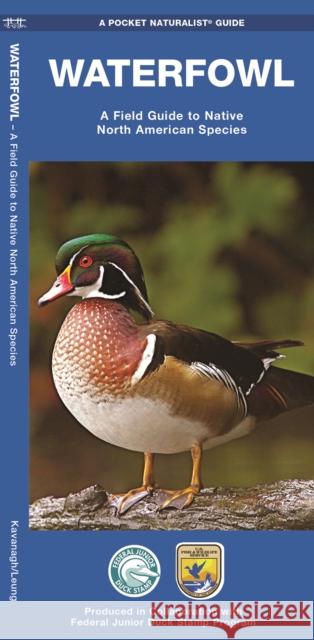 Waterfowl: A Field Guide to Native North American Species James Kavanagh Raymond Leung 9781583556382 Waterford Press - książka