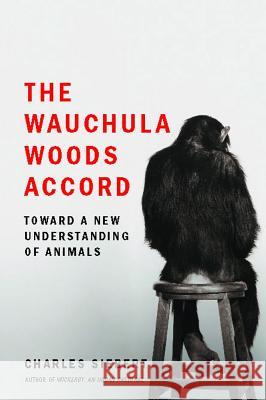 Wauchula Woods Accord Siebert, Charles 9780743295871 Scribner Book Company - książka