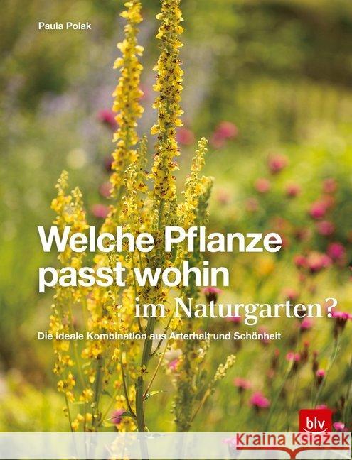 Welche Pflanze passt wohin im Naturgarten? : Die ideale Kombination aus Arterhalt und Schönheit Polak, Paula 9783967470048 BLV Buchverlag - książka