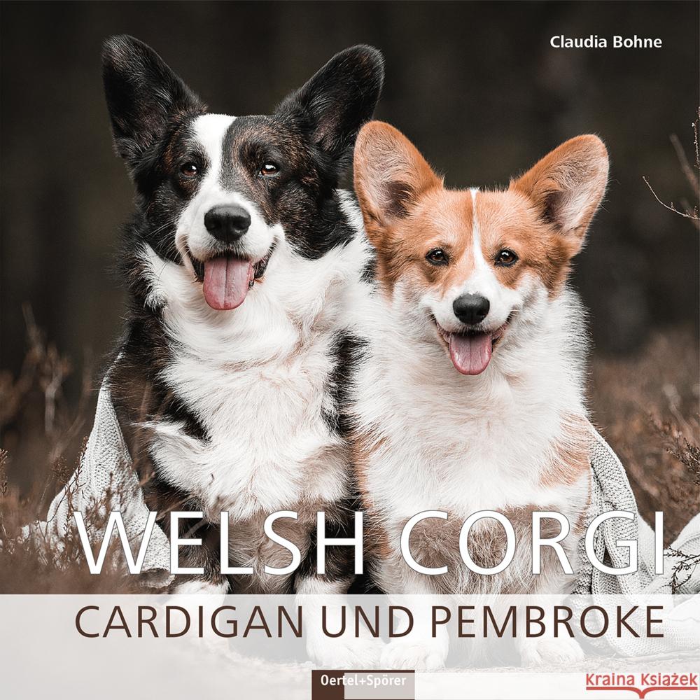 Welsh Corgi Bohne, Claudia 9783965550698 Oertel & Spörer - książka