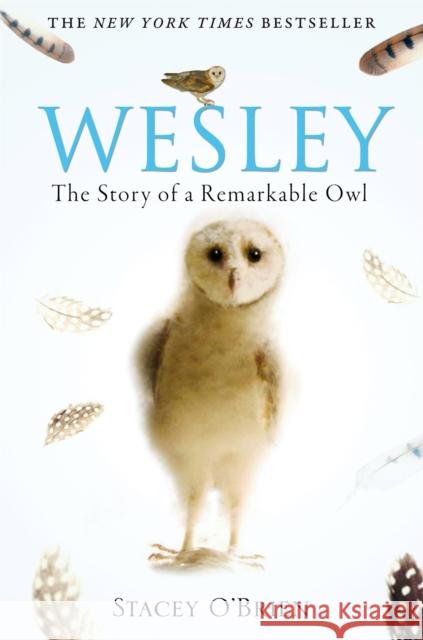 Wesley: The Story of a Remarkable Owl Stacey O'Brien 9781849010580 Little, Brown Book Group - książka
