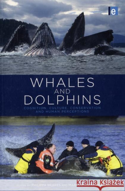 Whales and Dolphins: Cognition, Culture, Conservation and Human Perceptions Brakes, Philippa 9781849712255  - książka