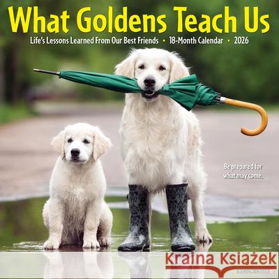 What Goldens Teach Us 2026 12 X 12 Wall Calendar Willow Creek Press 9781549253188 Willow Creek Press Calendars - książka