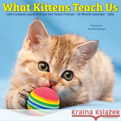 What Kittens Teach Us 2026 12 X 12 Wall Calendar Willow Creek Press 9781549253201 Willow Creek Press Calendars - książka
