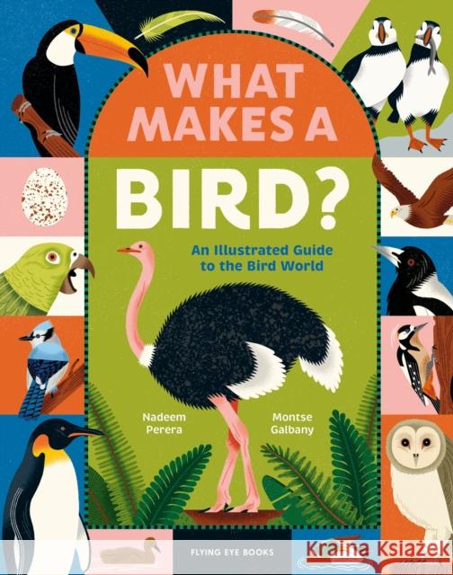 What Makes a Bird?: An Illustrated Guide to the Bird World Nadeem Perera 9781838742065 Flying Eye Books - książka