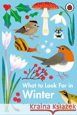 What to Look For in Winter Elizabeth Jenner 9780241416228 Penguin Random House Children's UK - książka