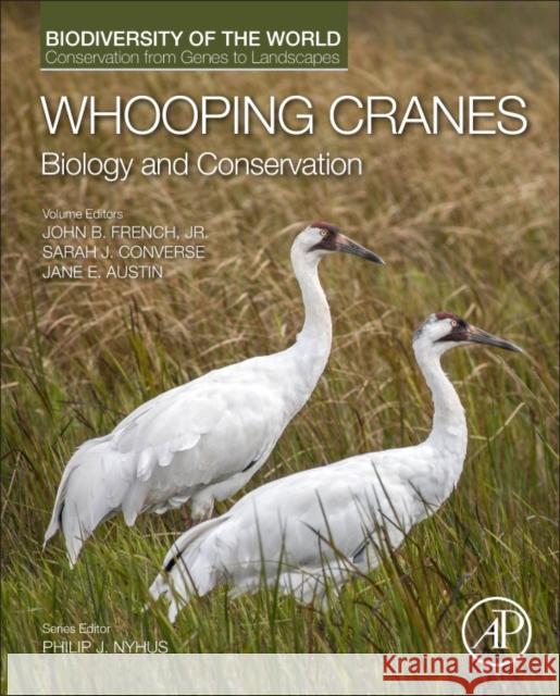 Whooping Cranes: Biology and Conservation: Biodiversity of the World: Conservation from Genes to Landscapes Philip J. Nyhus John B. French Sarah J. Converse 9780128035559 Academic Press - książka