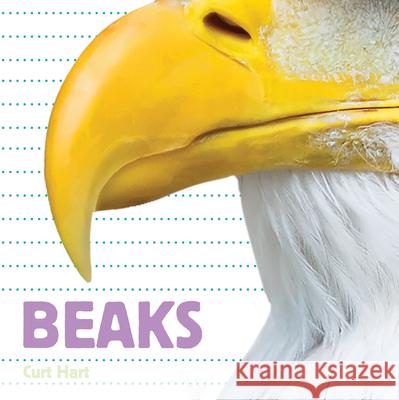 Whose Is It? Beaks Curt Hart 9781486721184 Flowerpot Press - książka