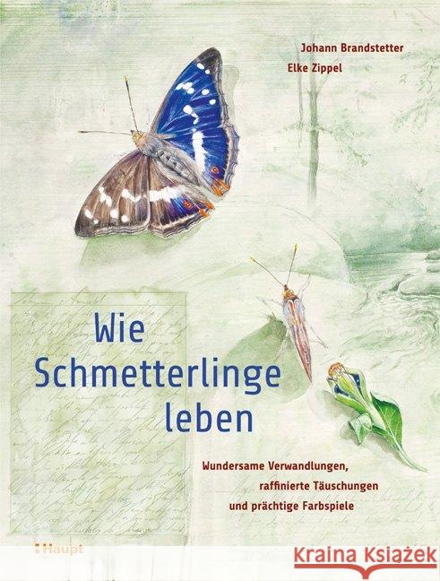 Wie Schmetterlinge leben : Wundersame Verwandlungen, raffinierte Täuschungen und prächtige Farbspiele Brandstetter, Johann; Zippel, Elke 9783258081434 Haupt - książka