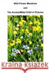 Wild Flower Meadows and the Arcelormittal Orbit in Pictures Llewelyn Pritchar 9781493651986 Createspace