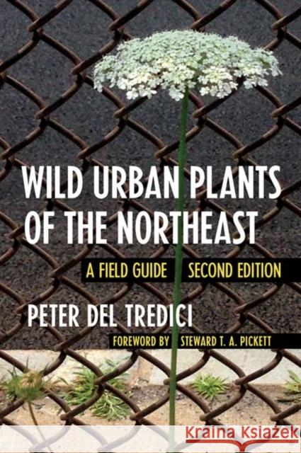 Wild Urban Plants of the Northeast: A Field Guide Peter de Steward T. a. Pickett 9781501740442 Comstock Publishing - książka