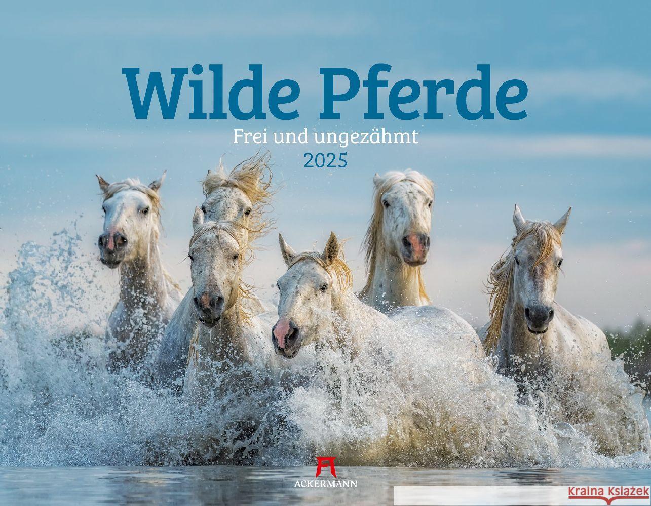 Wilde Pferde Kalender 2025 Ackermann Kunstverlag 9783838435084 Ackermann Kunstverlag - książka