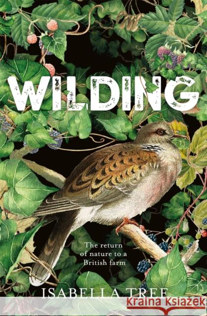 Wilding: The Return of Nature to a British Farm Isabella Tree 9781509805099 Pan Macmillan - książka
