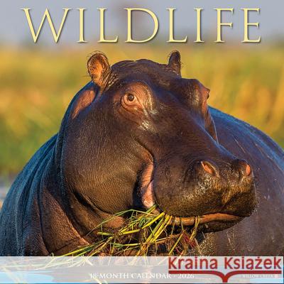 Wildlife 2026 Wall Calendar Willow Creek Press 9781549253300 Wlcp - książka