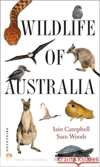 Wildlife of Australia Iain Campbell 9780691153537  - książka