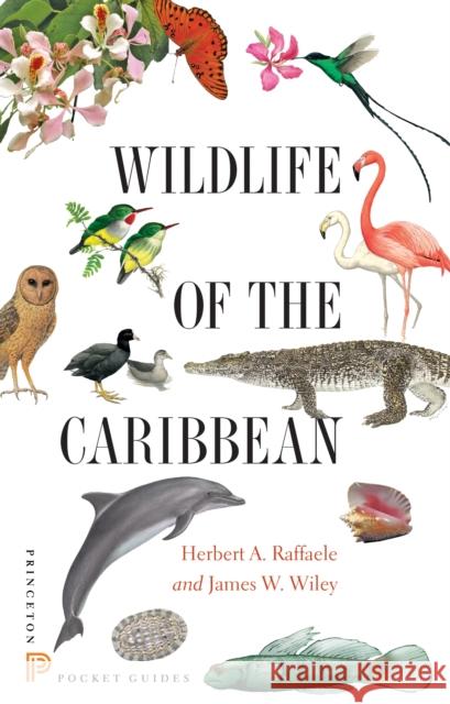 Wildlife of the Caribbean Raffaele, Herbert A; Wiley, James W 9780691153827 John Wiley & Sons - książka