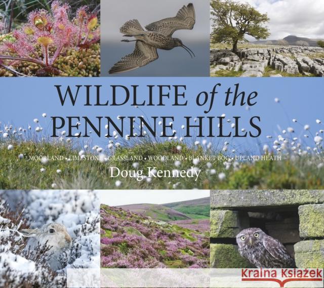 Wildlife of the Pennine Hills: Moorland : Limestone : Grassland : Woodland : Blanket Bog : Upland Heath Doug Kennedy 9781910723968 Merlin Unwin Books - książka