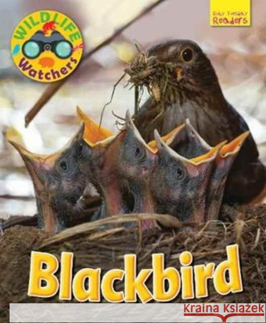 Wildlife Watchers: Blackbird Ruth Owen 9781911341185 Ruby Tuesday Books Ltd - książka