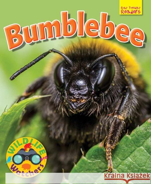 Wildlife Watchers: Bumblebee Ruth Owen 9781911341222 Ruby Tuesday Books Ltd - książka