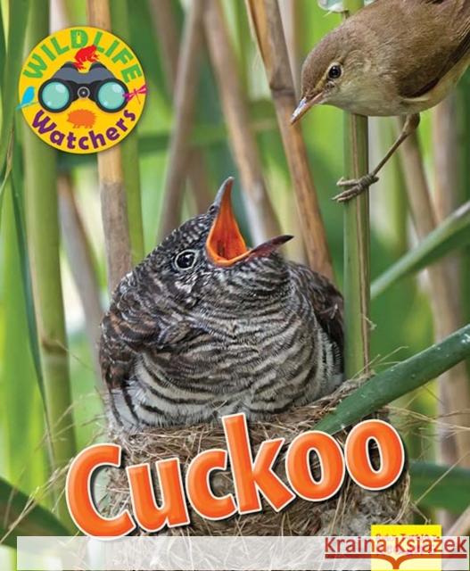 Wildlife Watchers: Cuckoo Ruth Owen 9781911341215 Ruby Tuesday Books Ltd - książka