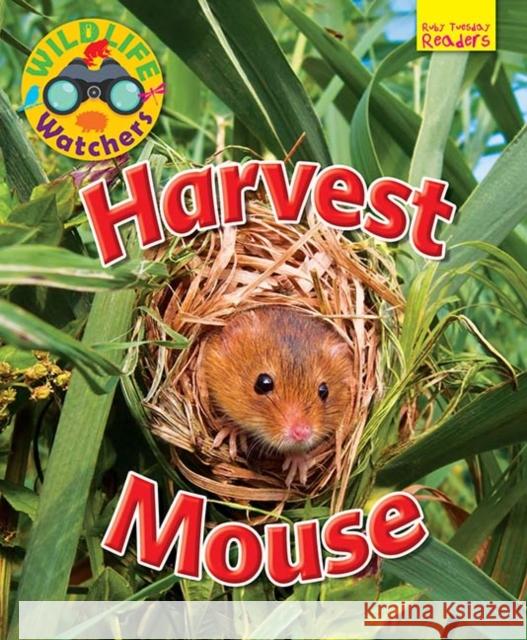 Wildlife Watchers: Harvest Mouse Ruth Owen 9781911341260 Ruby Tuesday Books Ltd - książka