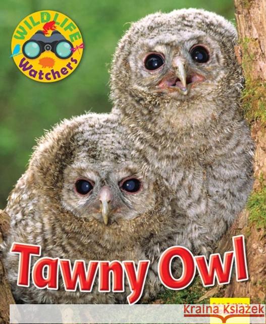 Wildlife Watchers: Tawny Owl Ruth Owen 9781911341208 Ruby Tuesday Books Ltd - książka