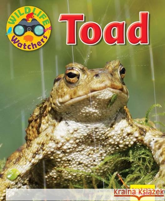 Wildlife Watchers: Toad Ruth Owen 9781911341284 Ruby Tuesday Books Ltd - książka