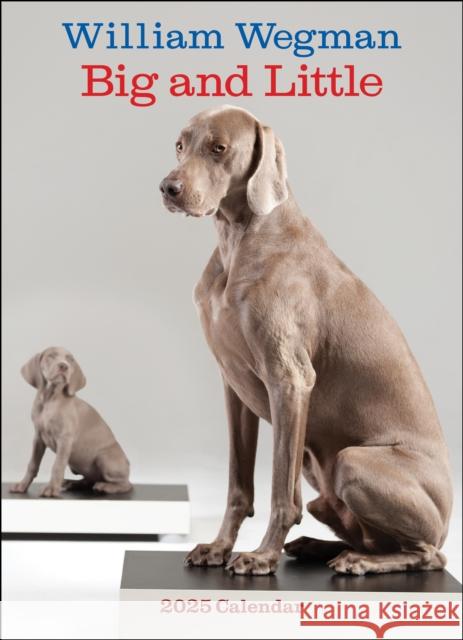 William Wegman Big and Little 2025 Wall Calendar William Wegman 9781419774065 Abrams - książka